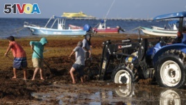 Workers remove sargassum seaweed from the beach in Playa del Carmen, Mexico. Shoveling or bulldozing sargassum once it washes up on shore is a huge task, as it returns hours later.