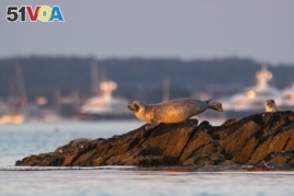 A grey seal moves across rocks on a small island in Casco Bay, Thursday, July 30, 2020, off Portland, Maine. Seals are thriving off the northeast coast thanks to decades of protections. Many scientists believe the increased seal population is leading to more human encounters with white sharks, who prey on seals. (AP Photo/Robert F. Bukaty)