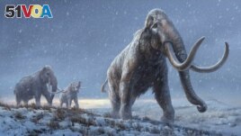 An artist's reconstruction shows the extinct steppe mammoth, an evolutionary predecessor to the woolly mammoth that flourished during the last Ice Age. (Beth Zaiken/Centre for Palaeogenetics/Handout via REUTERS)