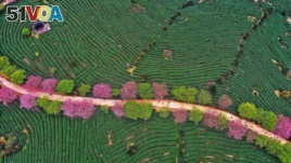 This photo taken on February 26, 2019 shows an aerial view of a tea field in Zhangping in China's eastern Fujian province. 