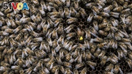 A queen bee, marked in yellow, moves among the worker bees in Alessandria, Italy, Aug. 22, 2017. (R. Shryock/VOA)