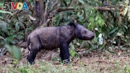 A newly-born Sumatran rhino calf is seen at Sumatran Rhino Sanctuary at in Way Kambas National Park in Lampung, Indonesia, Monday, June 25, 2012. It is only the fifth known birth in captivity for the species in 123 years. (AP Photo)