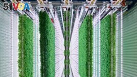 This undated photo shows the Plenty Farms South San Francisco grow room. Vertical farmers say vertical farming grows more food while using less water and land. (Spencer Lowell/Plenty/Courtesy of Walmart via AP)