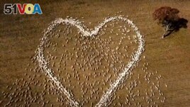 In this image taken from video, sheep form the shape of a heart in a field in Guyra, northern New South Wales, Australia, Thursday, Aug. 5, 2021. Ben Jackson, a sheep farmer stuck in lockdown, was unable to attend his aunt's funeral, has honored her memor