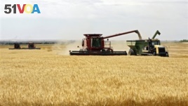 US Finds Unapproved Form of Wheat in Oregon