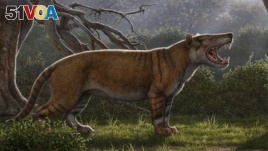 Simbakubwa kutokaafrika, a gigantic mammalian carnivore that lived 22 million years ago in Africa and was larger than a polar bear, is seen in this artist's illustration released in Athens, Ohio, U.S., on April 18, 2019