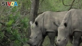 South African Conservationists Use Poison to Save Rhinos