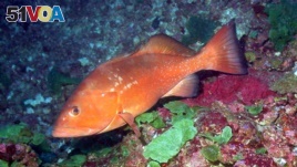 Grouper fish, Gulf of Mexico (NOAA)