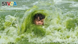 A boy plays on an algae-covered beach in Qingdao, Shandong province, China, July 18, 2016. (REUTERS)
