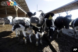 Study: Use of Antibiotics in Farm Animals Expected to Grow