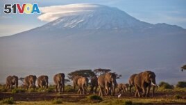 In this Dec. 17, 2012 file photo, a herd of adult and baby elephants walks in the dawn light as the highest mountain in Africa, Mount Kilimanjaro in Tanzania, sits topped with snow in the background, seen from Amboseli National Park in southern Kenya. (AP Photo/Ben Curtis)