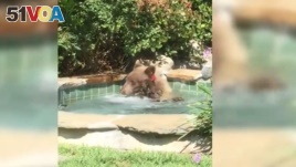 This image made from video released by Mark Hough shows a bear in a hot tub in Hough's backyard in Altadena, California.