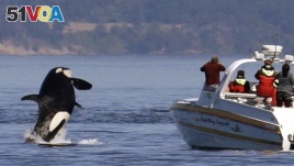 An orca leaps out of the water near a whale watching boat in the Salish Sea in the San Juan Islands, Wash.