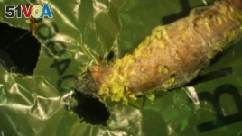 This image shows a wax worm chewing a hole through plastic. Polyethylene debris can be seen attached to the caterpillar. (Federica Bertocchini, Paolo Bombelli, and Chris Howe)