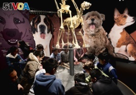 In this Tuesday, March 12, 2019 photo students from the Theodore T. Alexander Science Center School dig in an interactive display at the California Science Center in Los Angeles.