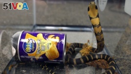 A king cobra was hidden in a potato chip can. It was sent from Hong Kong to the U.S.