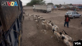 Herders guide goats and sheep the at the livestock market in the Somaliland capital Hargeisa before sending them to the port of Berbera for export, August 9, 2016. (J. Pantinkin/VOA)