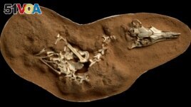 The fossilized skeleton of the small bird-like dinosaur Shuvuuia deserti is seen in this undated handout image. (Mick Ellison/AMNH/Handout via REUTERS) 