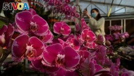 A woman wearing a face mask to protect against the spread of the coronavirus, takes photos of pots of Phalaenopsis orchids at one of Hong Kong's largest orchid farms located at Hong Kong's rural New Territories on Jan. 14, 2021.