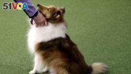 Ditto the Shetland Sheepdog looks at it's owner before competing in the Masters Agility preliminary rounds during the Westminster Kennel Club Dog Show on Saturday, Feb. 9, 2019, in New York. (AP Photo/Wong Maye-E)