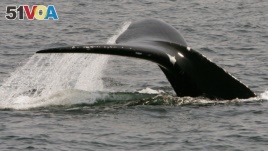In this April 10, 2008, file photo, a North Atlantic right whale dives in Cape Cod Bay near Provincetown, Massachusetts. (AP Photo/Stephan Savoia, File)