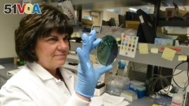Scientist Karen Xavier holds a petri dish containing a stool sample of small bacteria colonies. DNA samples like these are extracted and sequenced to help health investigators more quickly identify the source of food poisoning.