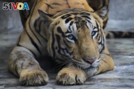 A Royal Bengal tiger at the Alipore zoo in Kolkata, India