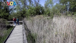 A couple walks past last year's growth of Phragmites, also known as 