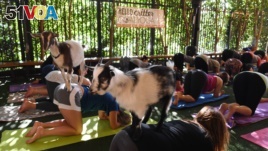 This is a picture of goat yoga. Yes. Goat yoga. These yoga students are take a class with Nigerian Dwarf goats in Los Angeles, California, May 2018. 