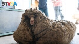 Sheep Baarack is seen before his wool was shorn in Lancefield, Victoria, Australia, February 5, 2021.(Edgar's Mission Inc/Handout via REUTERS)