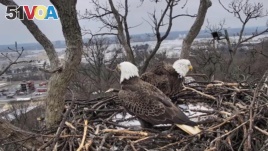 Bald eagles Justice (left) and Liberty are seen together for the first time in almost three weeks. 