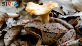 In this file photo, a wood frog rests beside a chanterelle mushroom in the forest at Medvednica mountain overlooking Zagreb June 6, 2011. (REUTERS/Nikola Solic/File Photo)
