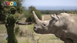 FILE - A ranger reaches out toward female northern white rhino Najin, 30, one of the last two northern white rhinos on the planet, in her enclosure at Ol Pejeta Conservancy, Kenya. Aug. 23, 2019. (AP Photo/Ben Curtis)