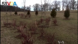 Trees Planted in Memory of US Civil War Soldiers