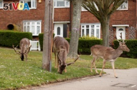 Deer eat plants in a housing area in Romford, Romford, Britain, April 3, 2020. (REUTERS/Peter Cziborr)