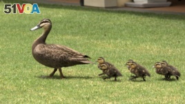 Duck & Ducklings out for a Morning Walk, Hervey Bay Australia