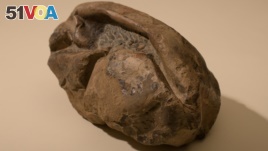 General view of a fossil egg of a marine reptile, found in Antarctica, in this picture obtained by Reuters on June 16, 2020. (UNIVERSITY OF CHILE/Handout via REUTERS)