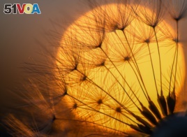 A blowball of a dandelion plant silhouettes against the setting sun on May 14, 2018 in Sieversdorf, eastern Germany.