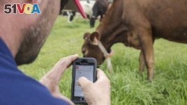In this undated photo provided by Google, a person uses a phone to monitor a cow's IDA, or 