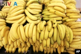 World banana supplies are threatened by a disease known as 