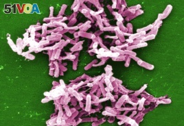 This 2004 electron microscope image made available by the Centers for Disease Control and Prevention shows a cluster of Clostridium difficile bacteria.