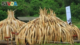 Ivory tusks are stacked to be burned in Nairobi National Park, Kenya, April 30, 2016. On Saturday, 105 tons of elephant ivory and more than 1 ton of rhino horn were destroyed in a bid to stamp out the illegal ivory trade.