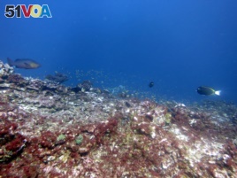 This May 2016 photo provided by NOAA shows bleaching and some dead coral around Jarvis Island, which is part of the U.S. Pacific Remote Marine National Monument.