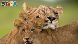 Uganda’s Lions Threatened by Poachers and Farmers