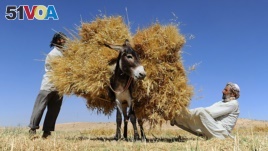 FILE - Afghan farmers load a d<I><I>onkey</I></I> as they harvest wheat on the outskirts of Herat on June 23, 2014.
