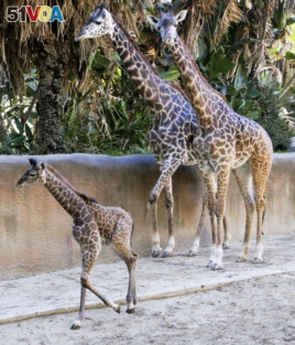 A baby female Masai giraffe with her parents at the Los Angeles Zoo Tuesday, Nov. 22, 2016. (AP Photo/Nick Ut)