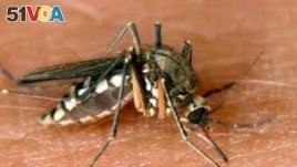 The female Aedes aegypti mosquito can transmit the viruses that cause dengue fever.