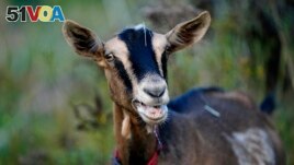 FILE - A goat calls out a feeding time at the Quill's End Farm, Friday, Sept. 17, 2021, in Penobscot, Maine. (AP Photo/Robert F. Bukaty)