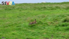 Rabbit hopping - Ireland
