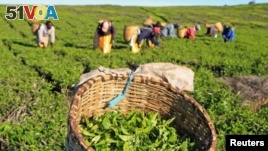 File - Workers pick tea leaves at a plantation in Nandi Hills, in Kenya's highlands region west of capital Nairobi.